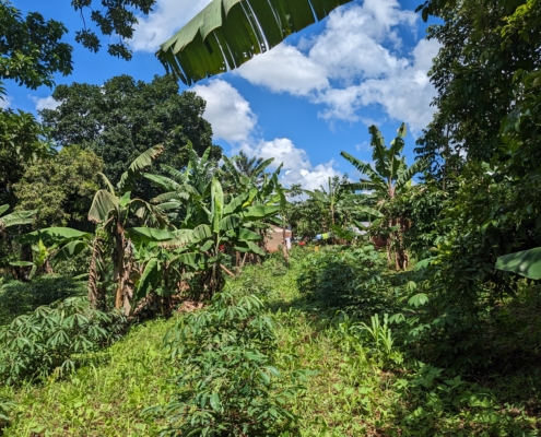 Kaggwa Uganda - Gardening Project