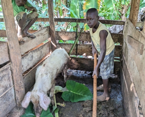 Kaggwa Uganda - Piggery Project 1