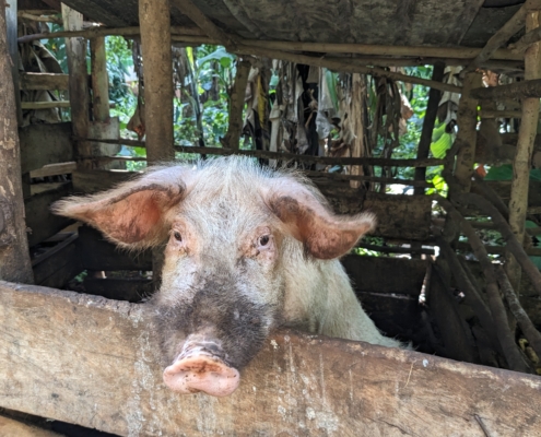 Kaggwa Uganda - Piggery Project 3