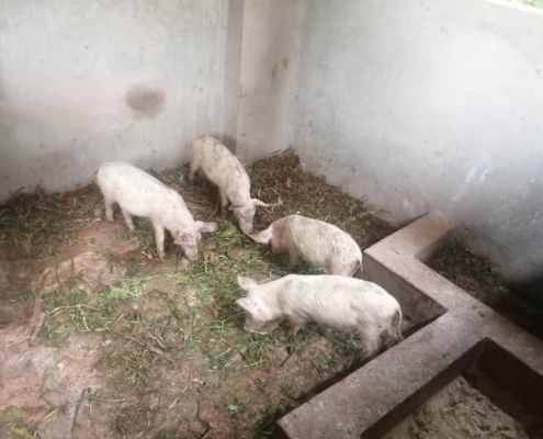 Kaggwa Uganda - Piggery Project 5